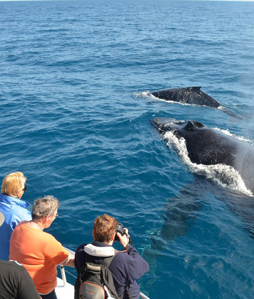 Trincomalee – Whale watching