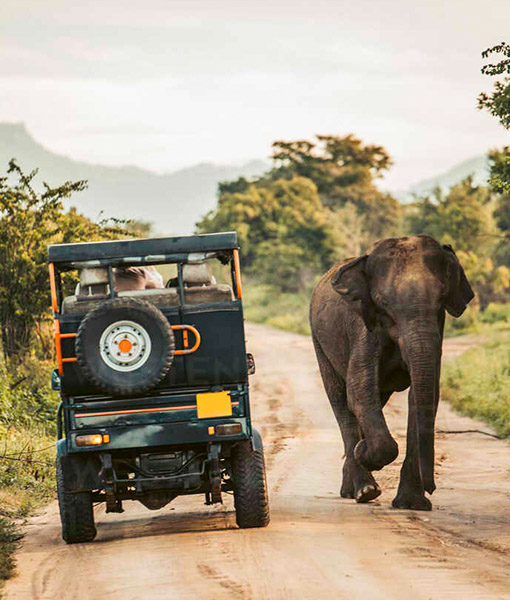 Exploring the Spectacular Safaris of Sri Lanka