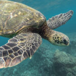 Unveiling Sri Lanka’s Turtle Conservation Marvels on World Turtle Day