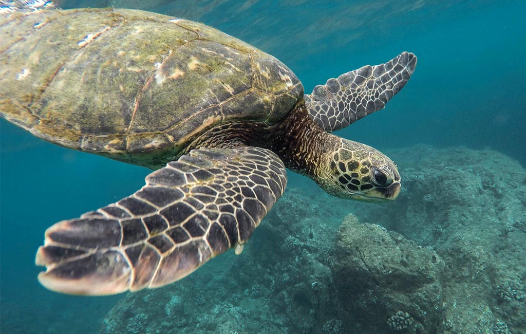 Unveiling Sri Lanka’s Turtle Conservation Marvels on World Turtle Day